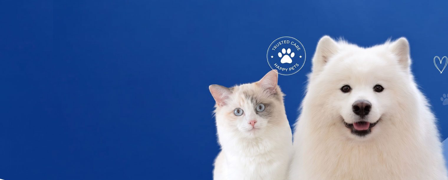 A cat and a Samoyed dog side by side on a blue background