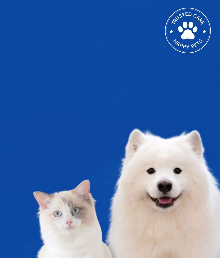 A cat and a Samoyed dog side by side on a blue background
