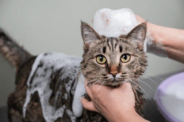 woman-shampooing-tabby-gray-cat-600nw-2279204071